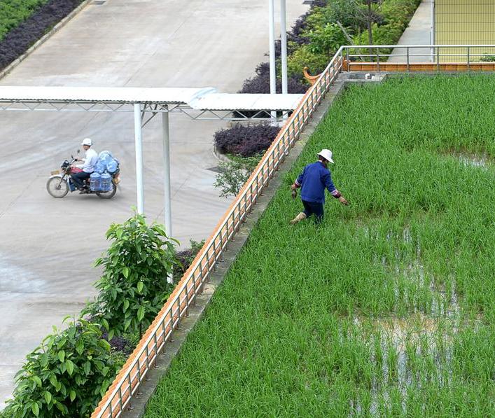 Jardín en un tejado de Liuzhou (3)