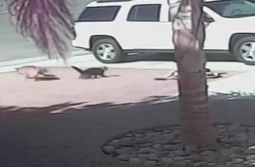 Una gata salva a un niño del ataque de un perro