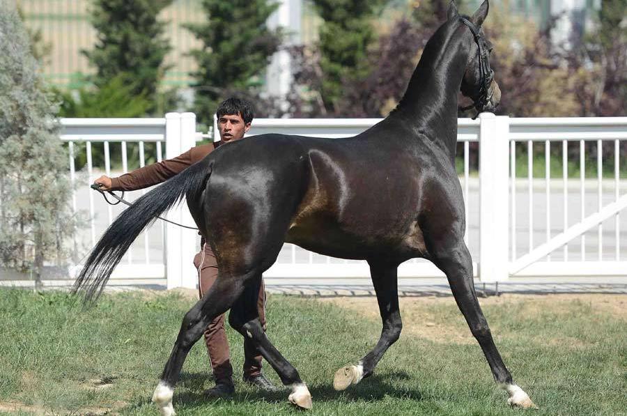 Imágenes de un caballo Fergana (4)