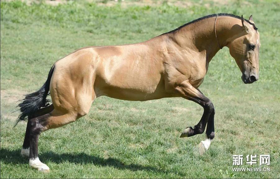 Imágenes de un caballo Fergana (5)