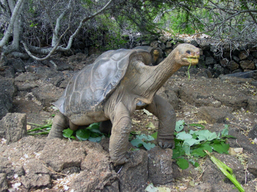 Logran eclosión de huevos de tortugas en Islas Galápagos