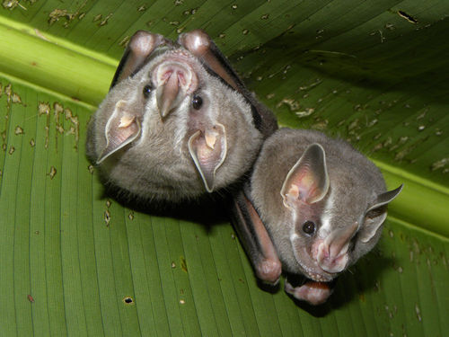 Encuentran nuevo murciélago en Colombia
