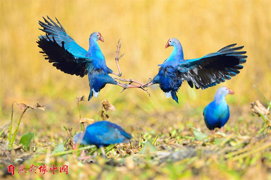 En el Año del Gallo las aves silvestres de China exhiben su belleza 