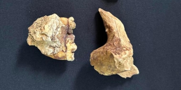 Descubierto yacimiento de fósiles de panda en cueva más larga de Asia en suroeste de China