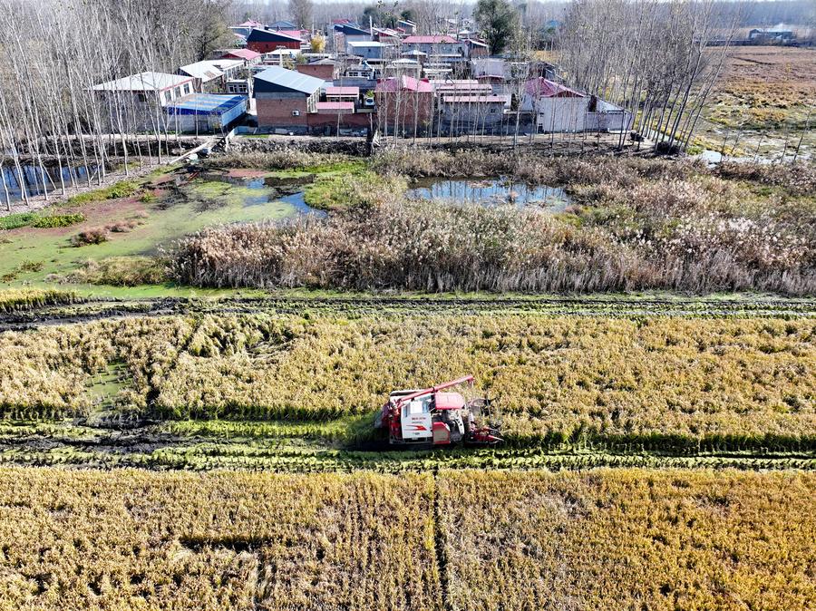 Esta foto aérea, tomada el 6 de noviembre de 2024, muestra una cosechadora trabajando en un campo de arroz en la aldea de Xidoujiazhuang del poblado de Baichigan, en la ciudad de Zhuozhou de la provincia de Hebei, en el norte de China. (Xinhua/Mu Yu)