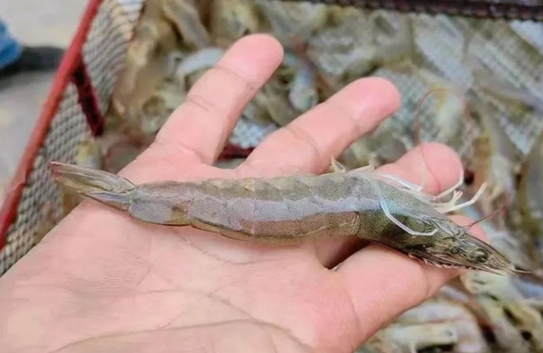 Un nuevo lote de “mariscos del desierto” de Xinjiang llegará al mercado