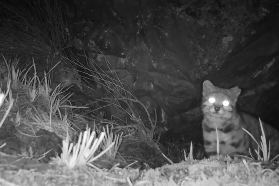 Imágenes: Valiosa flora y fauna silvestre monitoreada en área de conservación San Antonio– Sierra Nevada en Perú