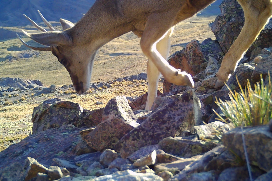 Imágenes: Valiosa flora y fauna silvestre monitoreada en área de conservación San Antonio– Sierra Nevada en Perú