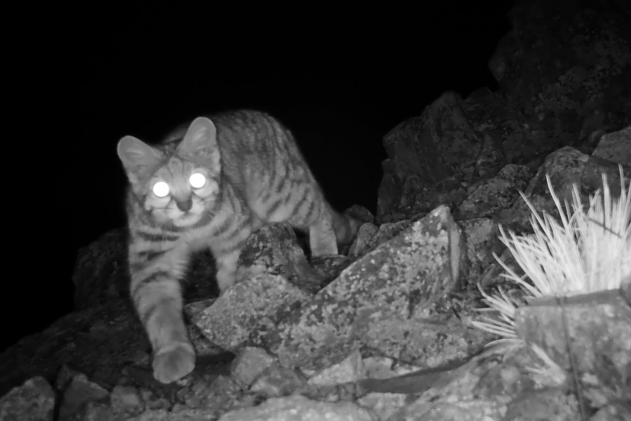 Imágenes: Valiosa flora y fauna silvestre monitoreada en área de conservación San Antonio– Sierra Nevada en Perú