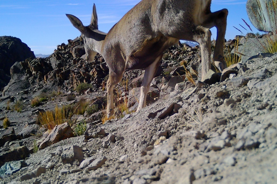 Imágenes: Valiosa flora y fauna silvestre monitoreada en área de conservación San Antonio– Sierra Nevada en Perú