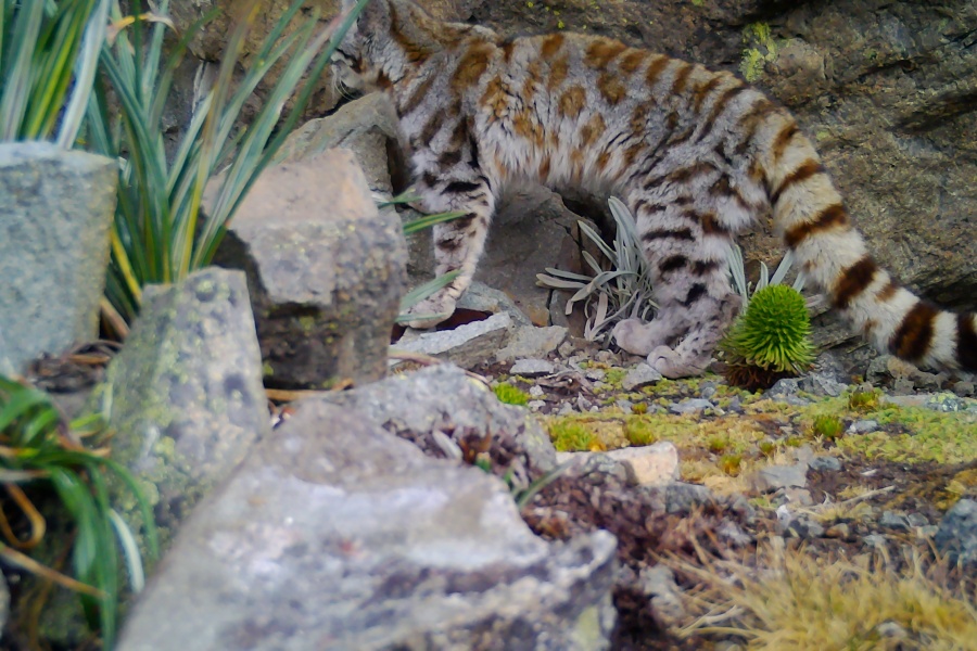 Imágenes: Valiosa flora y fauna silvestre monitoreada en área de conservación San Antonio– Sierra Nevada en Perú