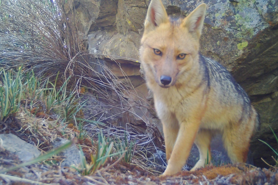 Imágenes: Valiosa flora y fauna silvestre monitoreada en área de conservación San Antonio– Sierra Nevada en Perú