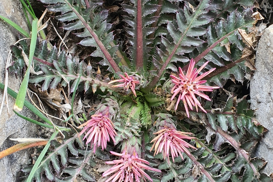 Imágenes: Valiosa flora y fauna silvestre monitoreada en área de conservación San Antonio– Sierra Nevada en Perú