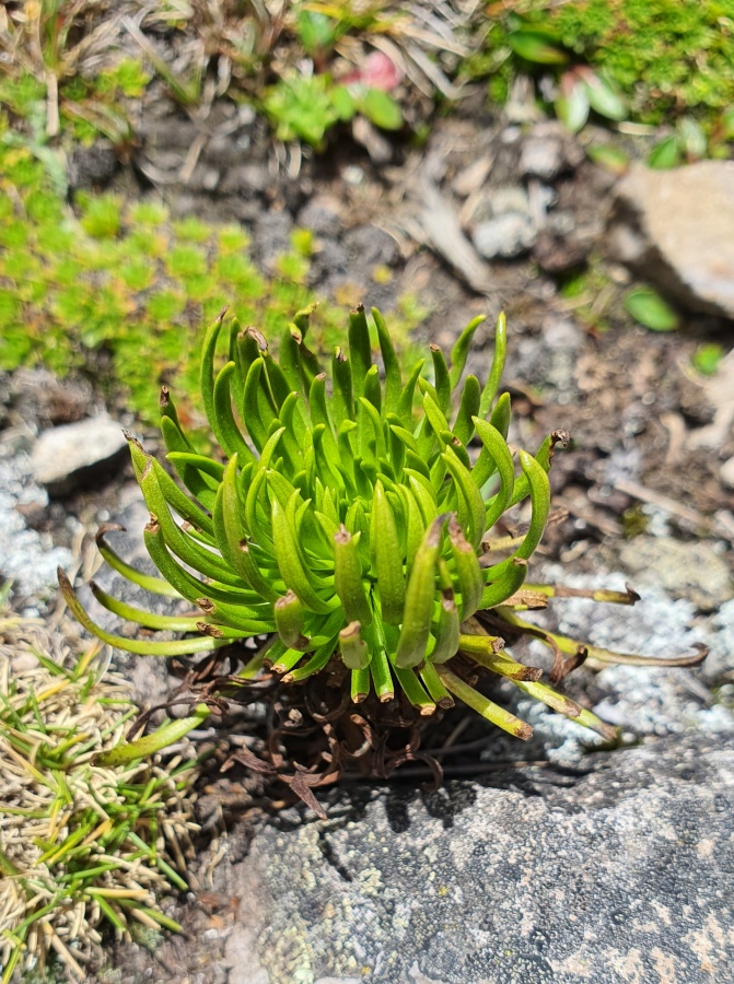 Imágenes: Valiosa flora y fauna silvestre monitoreada en área de conservación San Antonio– Sierra Nevada en Perú