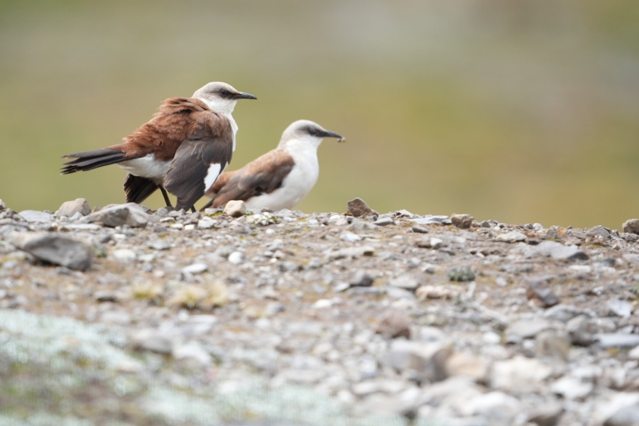 Imágenes: Valiosa flora y fauna silvestre monitoreada en área de conservación San Antonio– Sierra Nevada en Perú