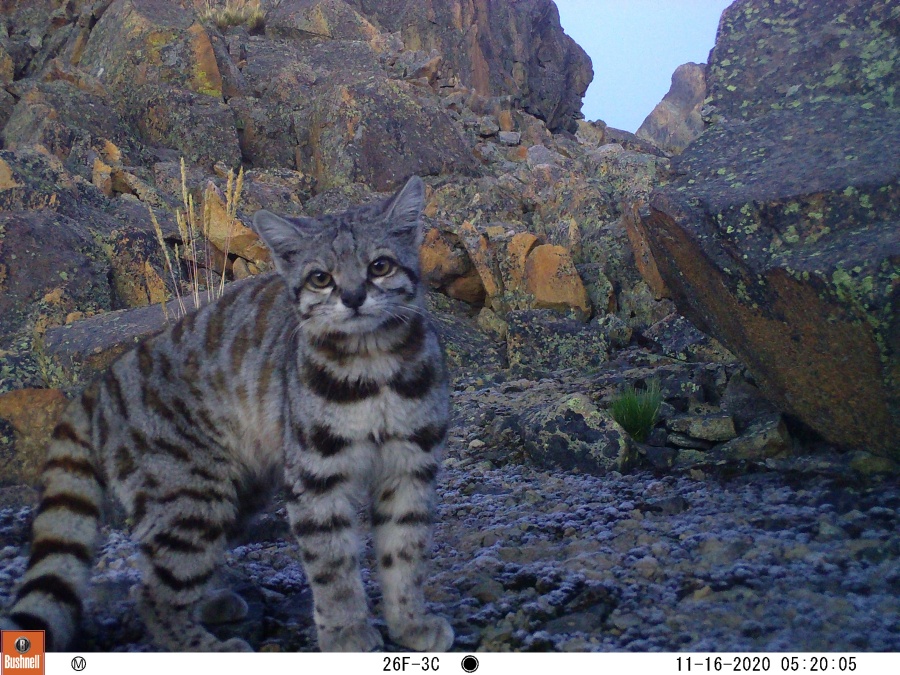 Imágenes: Valiosa flora y fauna silvestre monitoreada en área de conservación San Antonio– Sierra Nevada en Perú