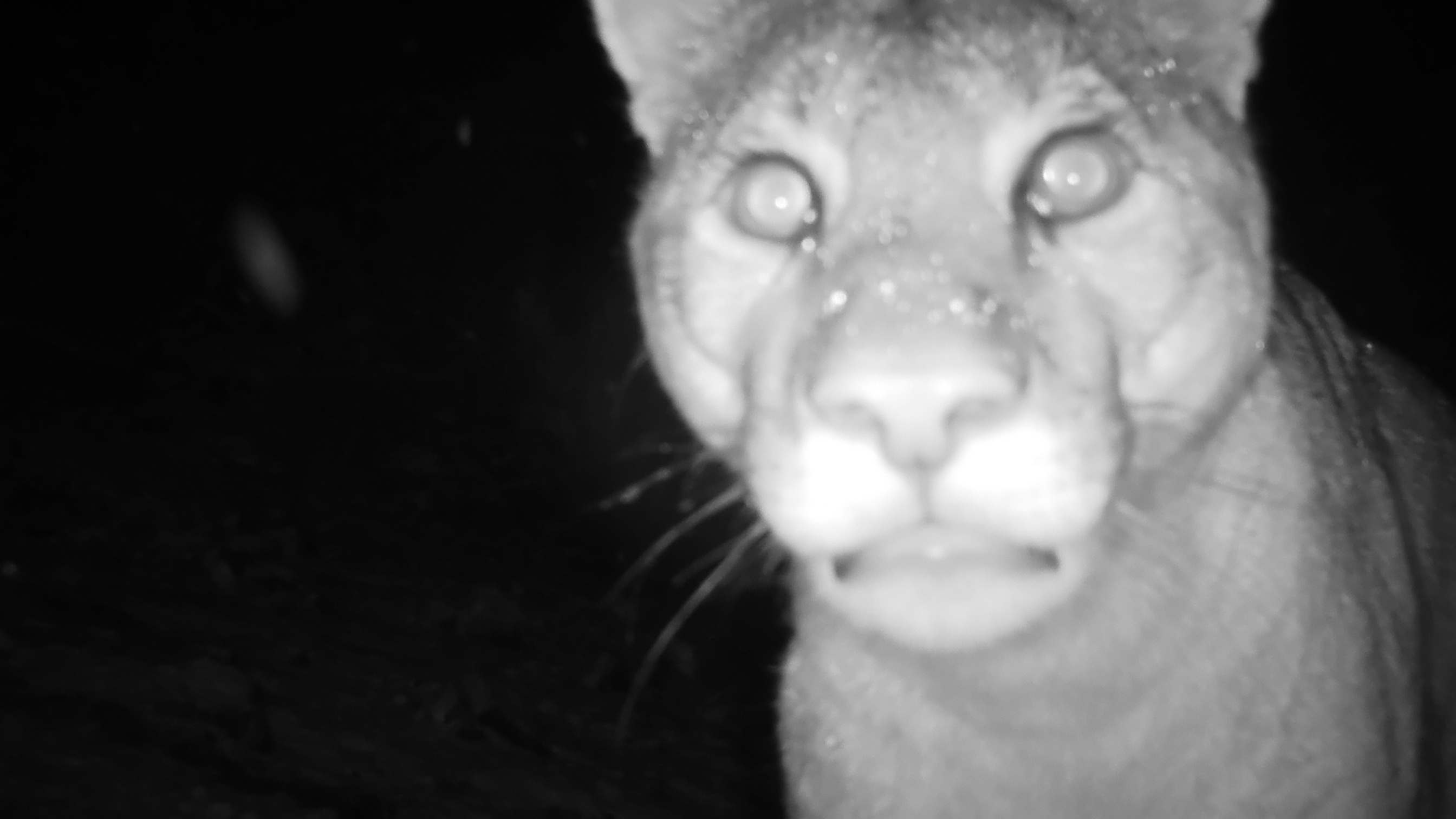 Imágenes: Valiosa flora y fauna silvestre monitoreada en área de conservación San Antonio– Sierra Nevada en Perú