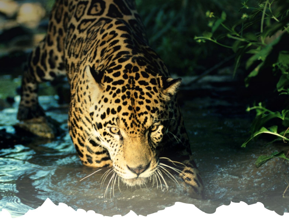 Imágenes: Reserva Estatal de Dzilam, una joya ecológica de México