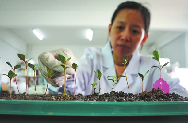 Resiliencia y recuperación: científicos restauran manglares poco comunes tras los devastadores daños causados por la tormenta