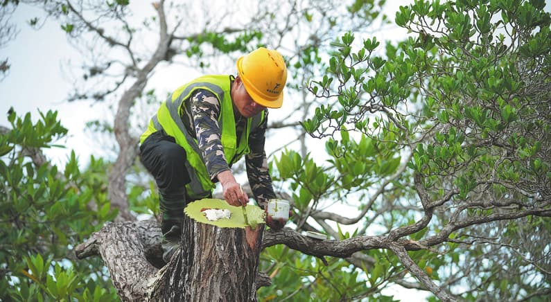 Resiliencia y recuperación: científicos restauran manglares poco comunes tras los devastadores daños causados por la tormenta
