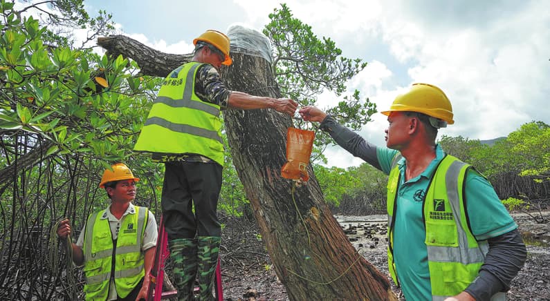 Resiliencia y recuperación: científicos restauran manglares poco comunes tras los devastadores daños causados por la tormenta