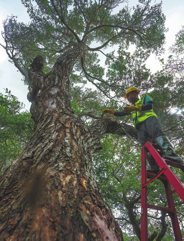 Resiliencia y recuperación: científicos restauran manglares poco comunes tras los devastadores daños causados por la tormenta