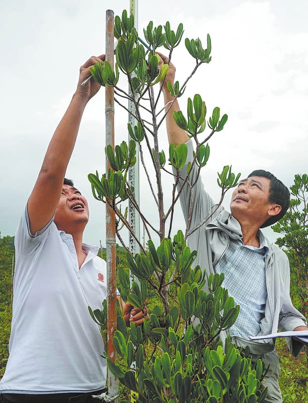 Resiliencia y recuperación: científicos restauran manglares poco comunes tras los devastadores daños causados por la tormenta