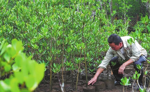 Resiliencia y recuperación: científicos restauran manglares poco comunes tras los devastadores daños causados ​​por la tormenta