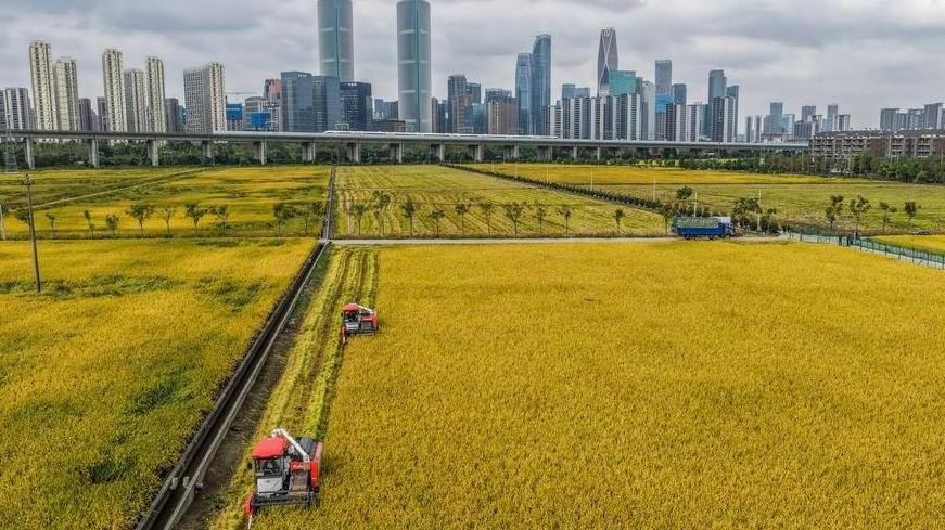 Hangzhou de China está en lista de ONU de las principales 20 ciudades de cero desechos a nivel mundial