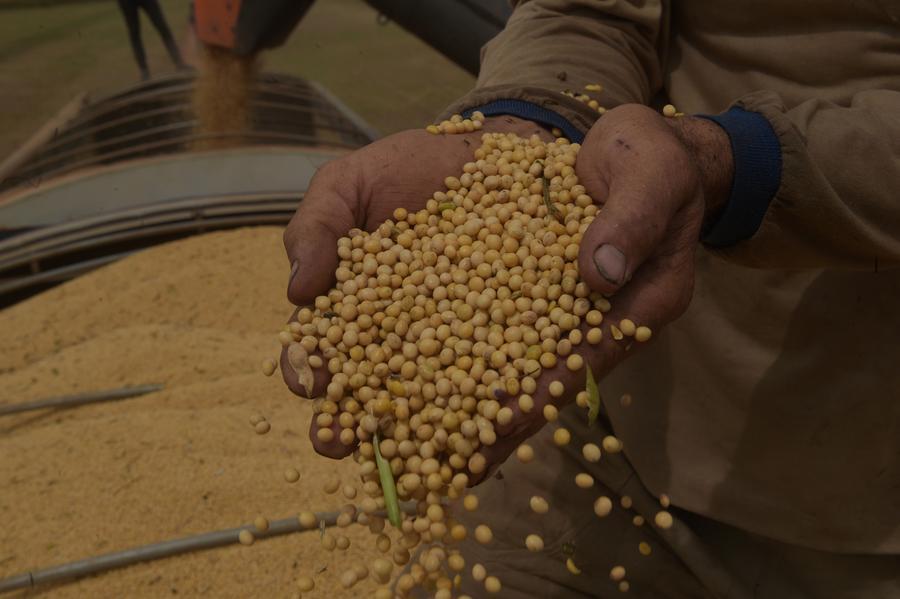 Un agricultor sostiene frijoles de soja entre sus manos en una granja, en el municipio de Luís Eduardo Magalhaes, en el estado de Bahía, Brasil, el 1 de abril de 2024. (Xinhua/Lucio Tavora) 