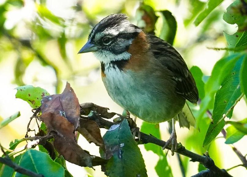 Colombia lidera jornada mundial de avistamiento de aves para la conservación ambiental