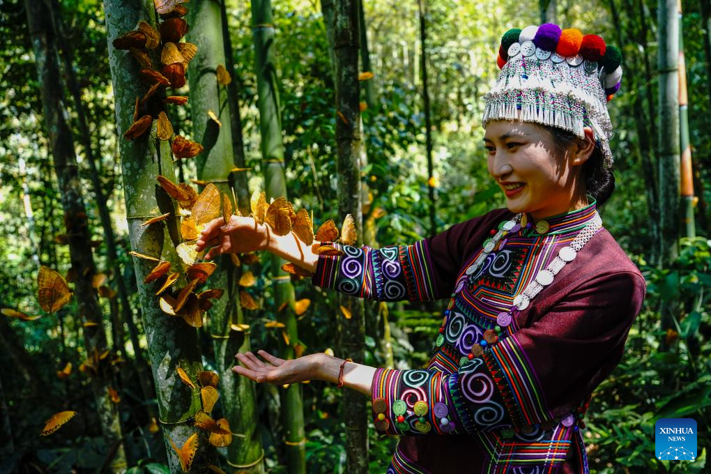 Valle de las mariposas en Yunnan experimenta una aparición masiva de mariposas