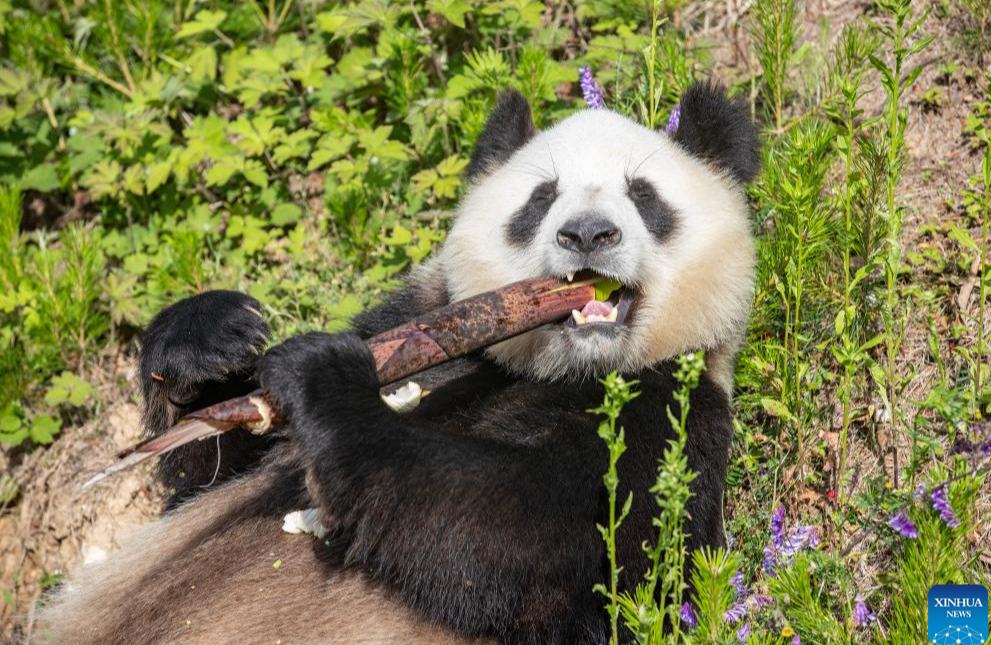 Shaanxi: La base de Foping fortalece la conservación de los pandas gigantes