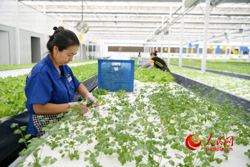 Trabajadores cosechan vegetales hidropónicos en una fábrica de agricultura inteligente en la aldea Yongkutongxin, ciudad de Kuqa, Región Autónoma Uigur de Xinjiang. (Foto: Diario del Pueblo digital/ Li Long)