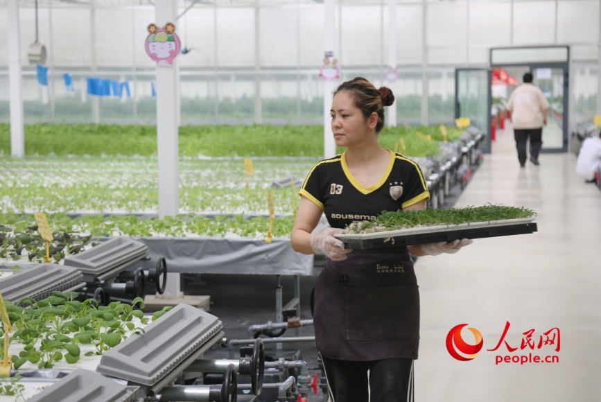 Una trabajadora cosecha lechugas destinadas a supermercados locales en la fábrica inteligente de frutas y hortalizas de Yongkutongxin, Kuqa, Región Autónoma Uigur de Xinjiang. (Diario del Pueblo digital/ Li Long)