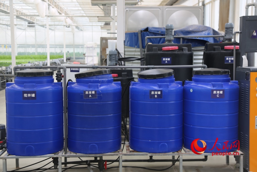 Se utilizan soluciones nutritivas en la fábrica inteligente de frutas y hortalizas de Yongkutongxin, Kuqa, Región Autónoma Uigur de Xinjiang. (Diario del Pueblo digital/ Li Long)