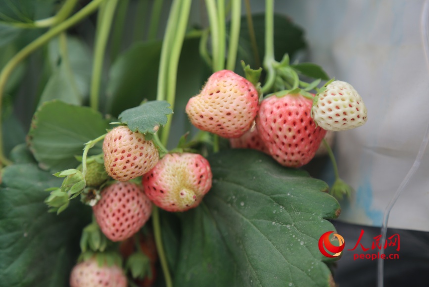 Las fresas crecen en la fábrica inteligente de frutas y hortalizas de Yongkutongxin, Kuqa, Región Autónoma Uigur de Xinjiang. (Diario del Pueblo digital/ Li Long)