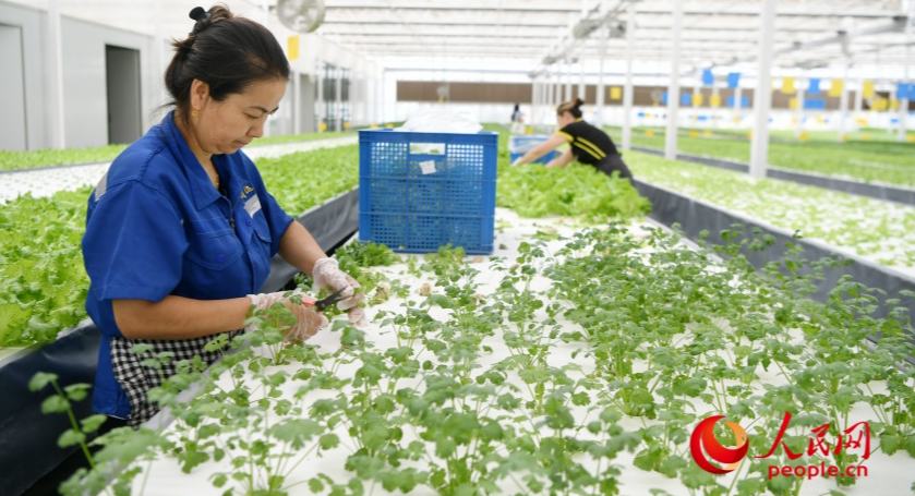 Novedosa fábrica de plantas inteligente produce vegetales de alta calidad en Xinjiang