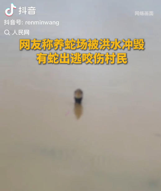 Una serpiente es avistada en un pueblo de Hengzhou, Región Autónoma Zhuang de Guangxi, 7 de julio de 2026. (Foto: captura de pantalla de la cuenta de Douyin del Diario del Pueblo digital)