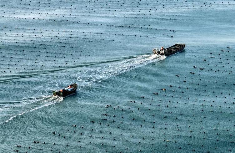 Economía marina de China registra crecimiento constante en primer semestre de 2026