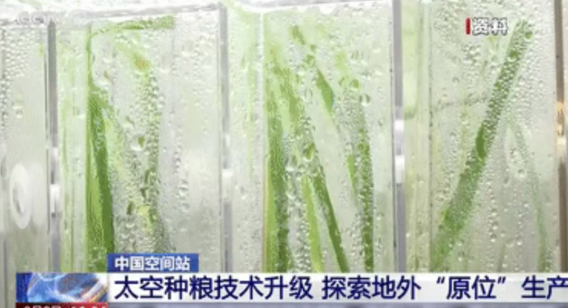 China cosecha las primeras muestras de arroz cultivadas a partir de "semillas espaciales" en la estación de Tiangong