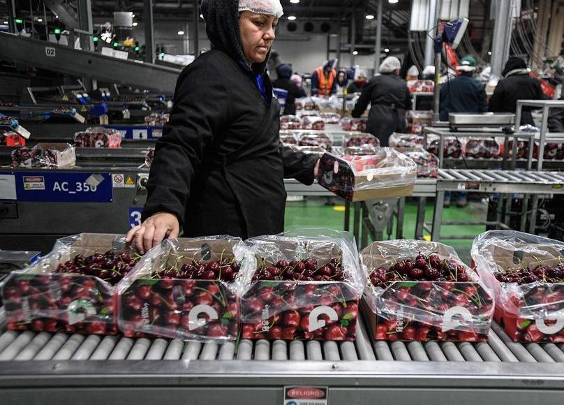 Exportaciones de alimentos chilenos superan registro histórico de enero a julio de 2026