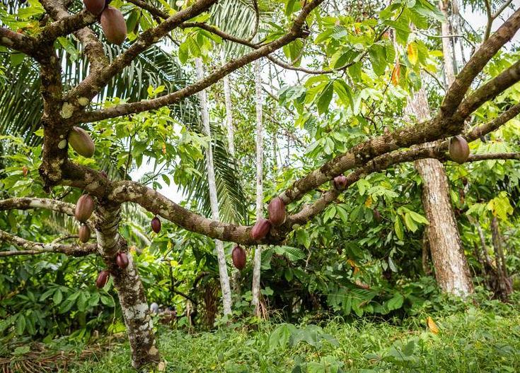 Gobierno de Brasil inyecta recursos para fondos de preservación y desarrollo de la selva amazónica