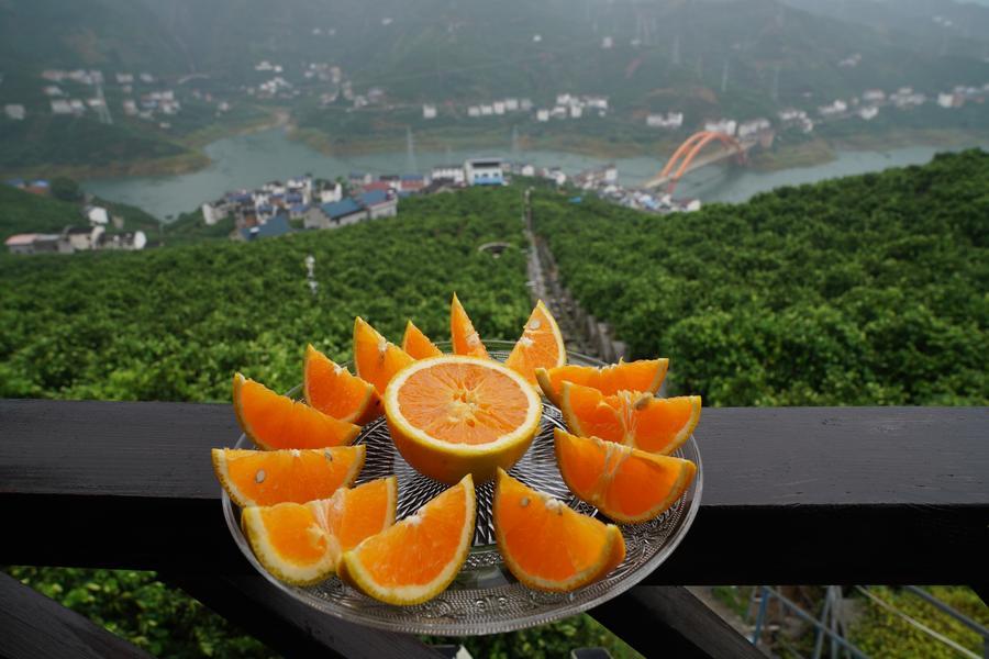 Esta imagen del 18 de septiembre de 2026 muestra naranjas cortadas en un parque de demostración agrícola en el distrito de Zigui, en la provincia central china de Hubei. (Xinhua/Lu Jinbo)