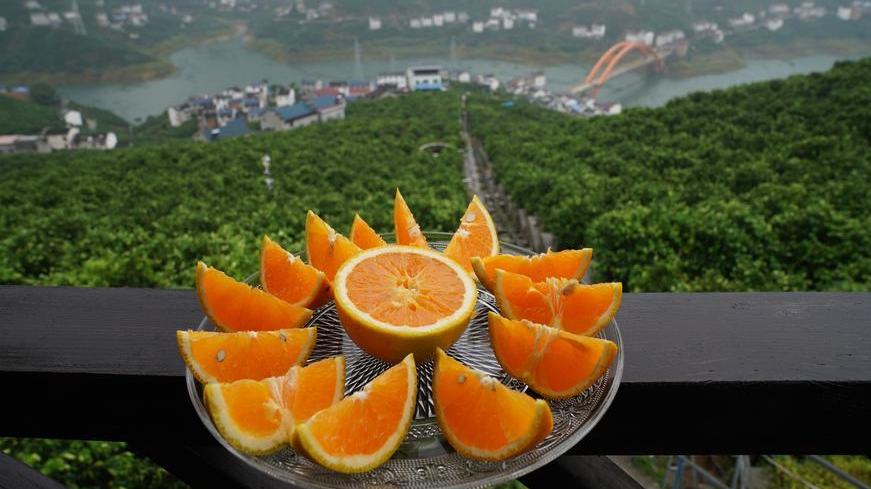 En los huertos montañosos de China, las naranjas toman vuelo