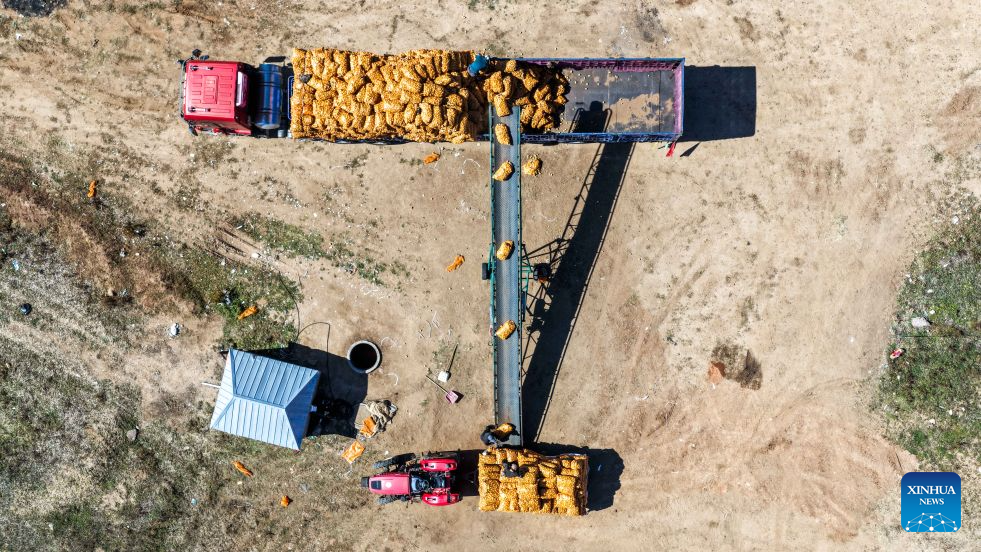Vista aérea tomada con un dron el 23 de septiembre de 2026 de trabajadores operando una cinta transportadora para cargar papas en un camión, en la aldea de Sanshengtai del distrito de Wuchuan, en la región autónoma de Mongolia Interior, en el norte de China. Las papas en el distrito de Wuchuan de Mongolia Interior, entraron a la temporada de cosecha recientemente. Como en años anteriores, trabajadores migrantes de las provincias de Sichuan, Gansu y Yunnan llegaron aquí para participar en la cosecha de papas. (Xinhua/Lian Zhen)