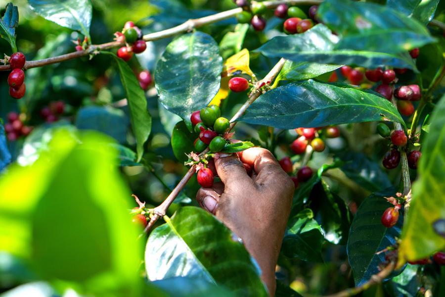 Imagen del 3 de marzo de 2026 de un trabajador cosechando granos de café en una finca de la Hacienda La Esmeralda, en la ciudad de Boquete, en la provincia de Chiriquí, Panamá. (Xinhua/Douglas Martínez)