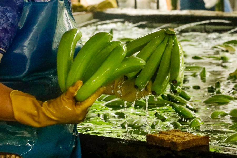 Imagen del 14 de agosto de 2025 de un empleado lavando bananos previo a empacarlos en la exportadora Greenflavors S.A.S, en el cantón La Maná, en la provincia de Cotopaxi, en el centro de Ecuador. (Xinhua/Ricardo Landeta)