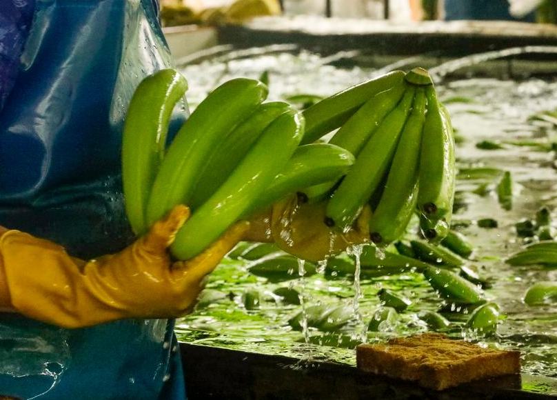 Exportaciones de banano ecuatoriano hacia China crecen 11,84 % entre enero y agosto de 2026