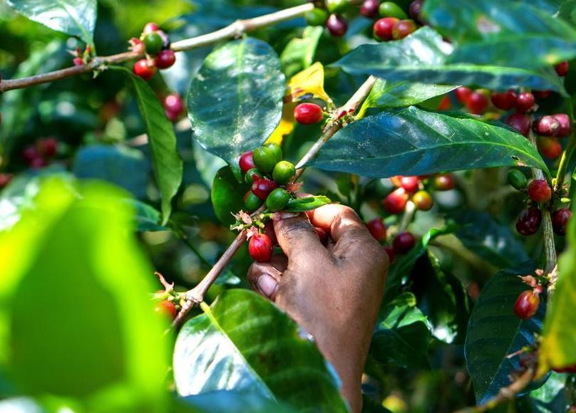 China se consolida como mercado clave para el café de alta gama de Panamá